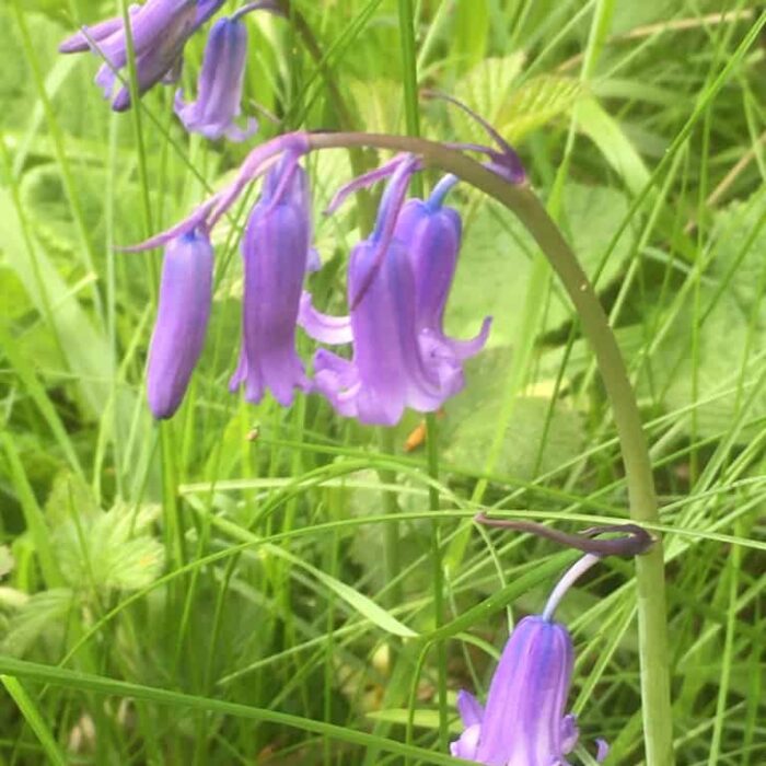 Bluebell