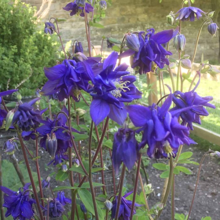 Columbine