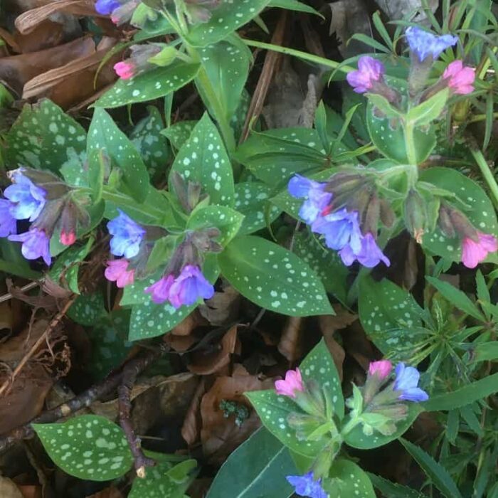 Lungwort