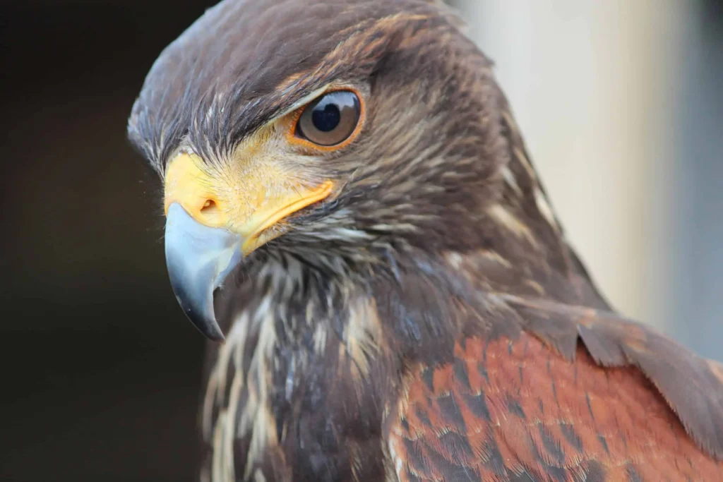 image of a Falcon