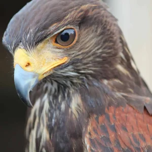 image of a Falcon
