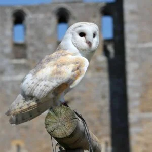 Barn-owl-on-a-branch
