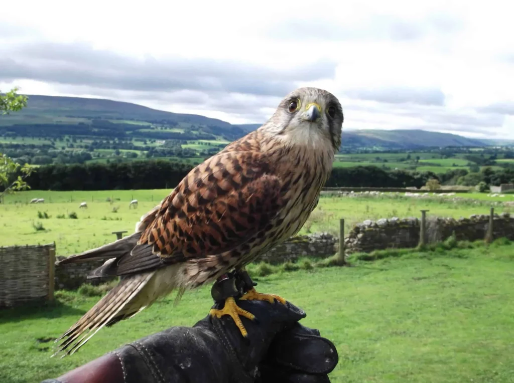 Falcon on a glove