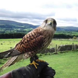 Falcon on a glove