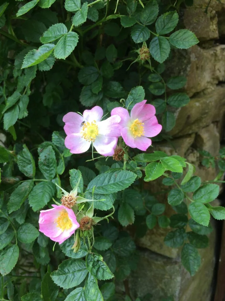 Rose-Rubiginosa-in-Mary-Garden