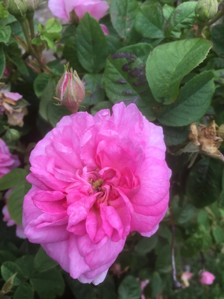 pink-rose-in-flower