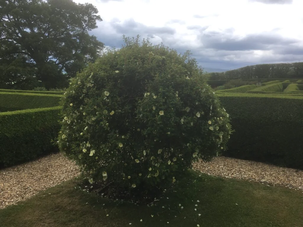 rose-bush