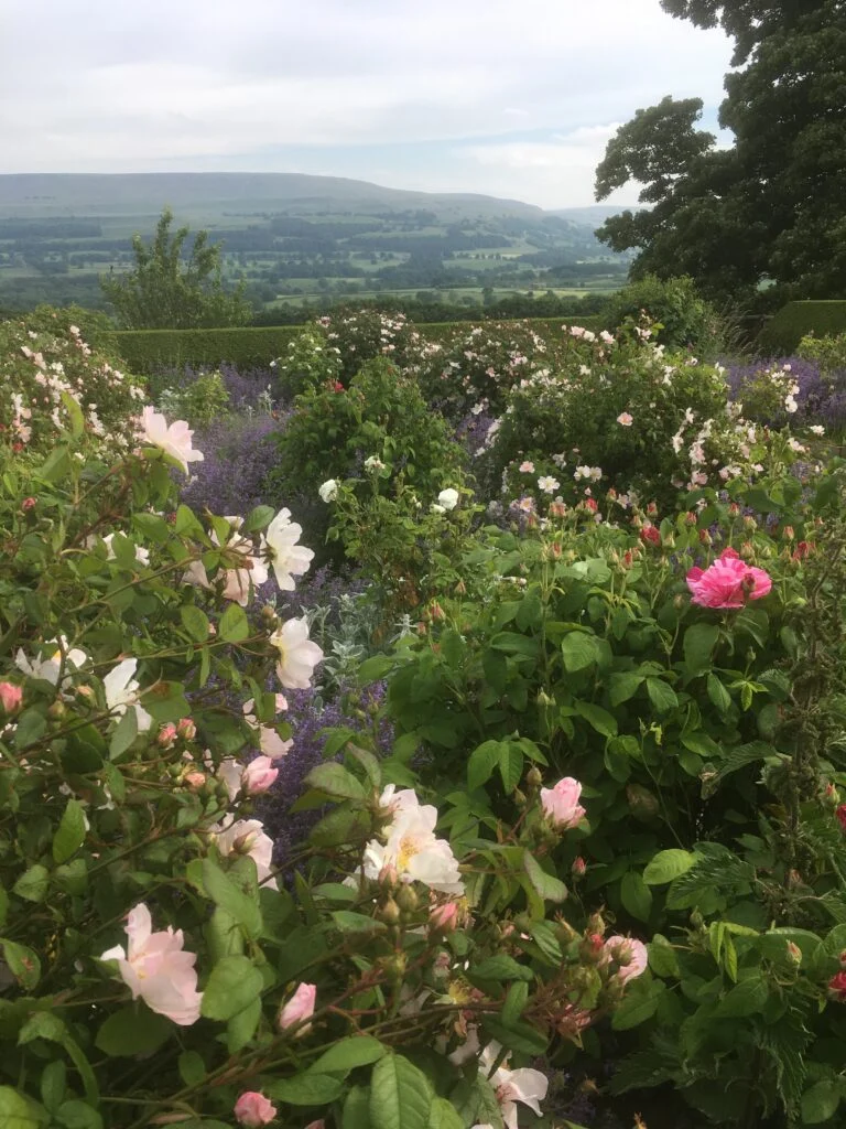 roses-catmint-garden