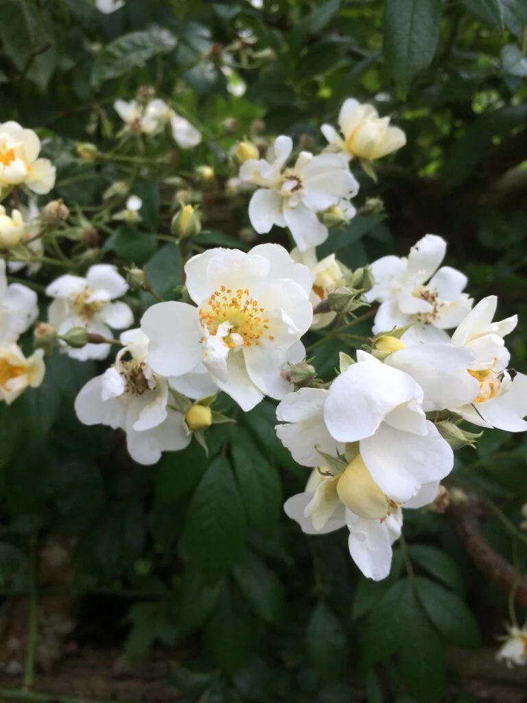 white-rose-in-dyers-garden