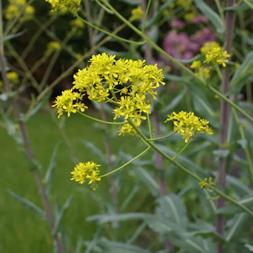 woad