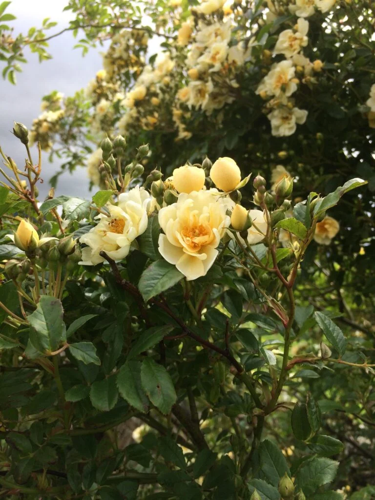 yellow-rose-in-flower
