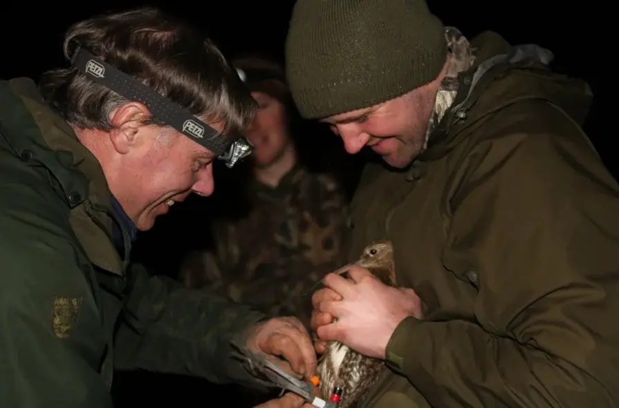 curlew-chick-ringing