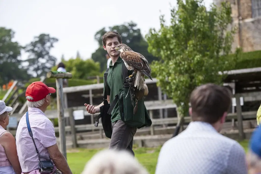 falconer-teaching-about-falconry