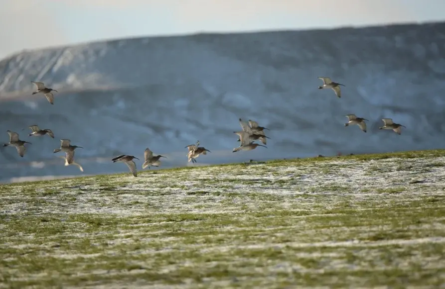 flying-curlew-bolton-castle-estate