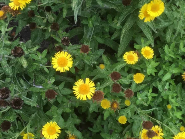 Common Fleabane