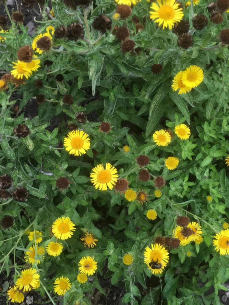 Common Fleabane