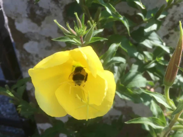 Evening Primrose