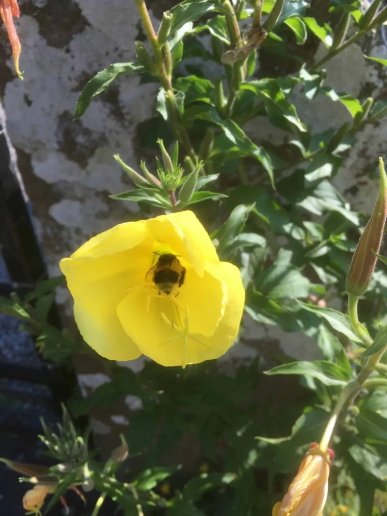 Evening Primrose