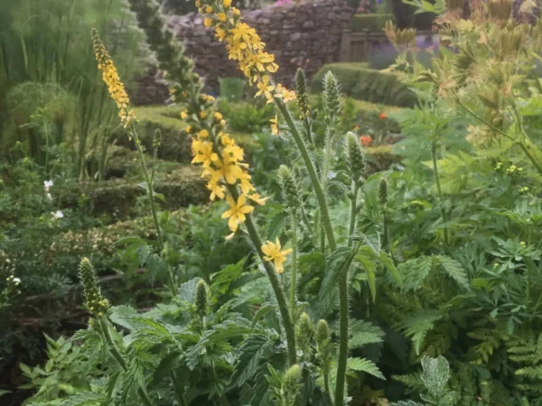 Agrimony