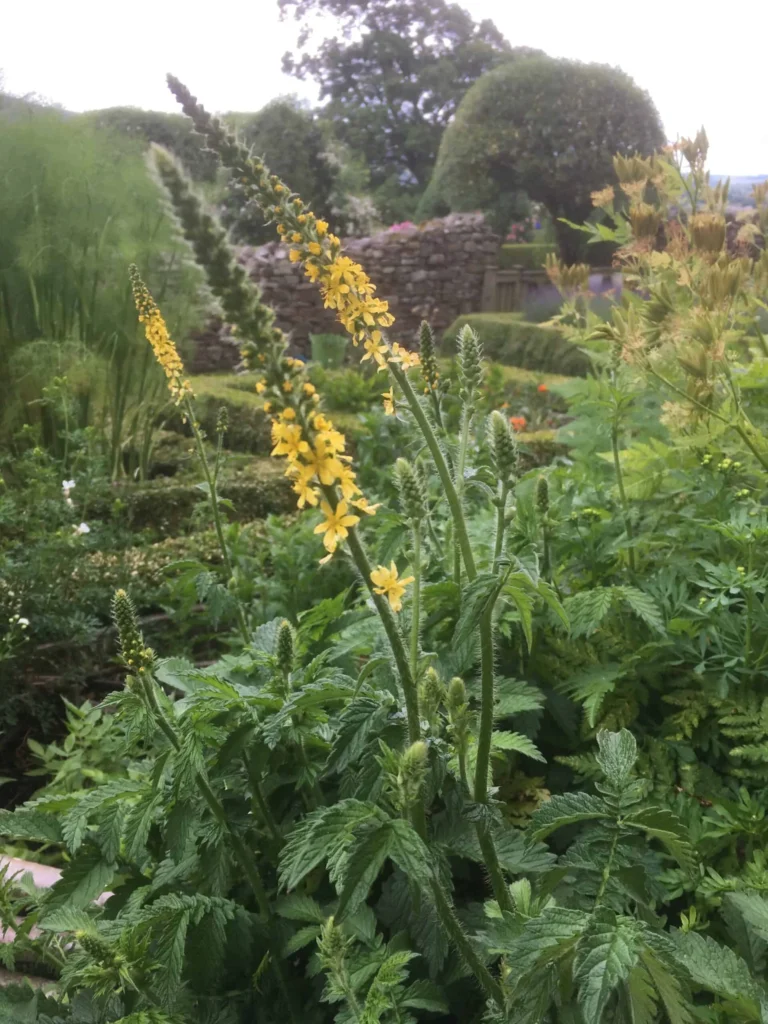 Agrimony