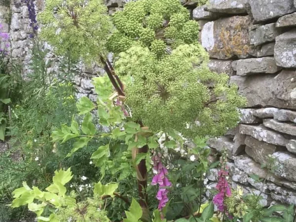 Angelica