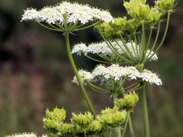 Anise