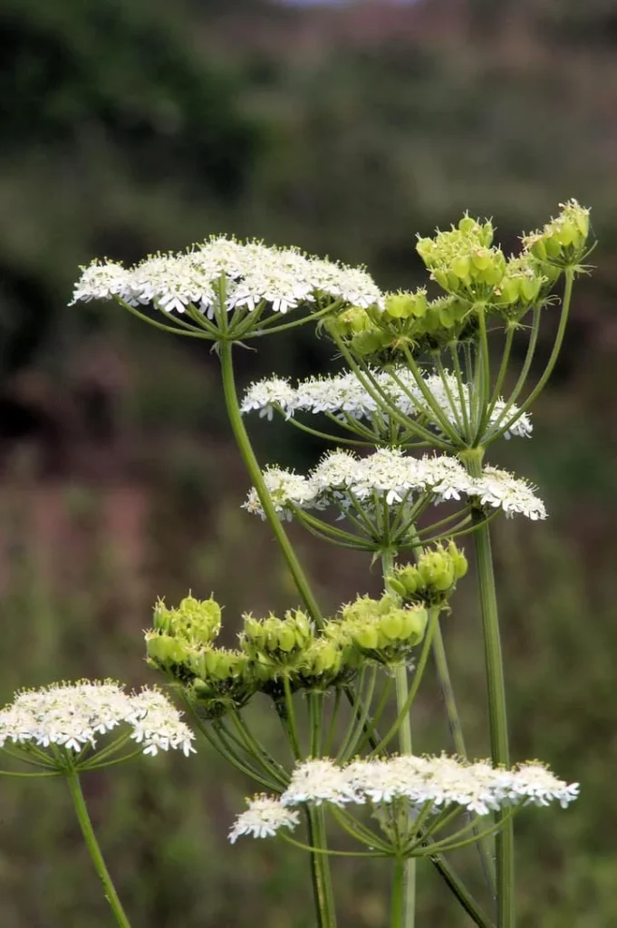 Anise