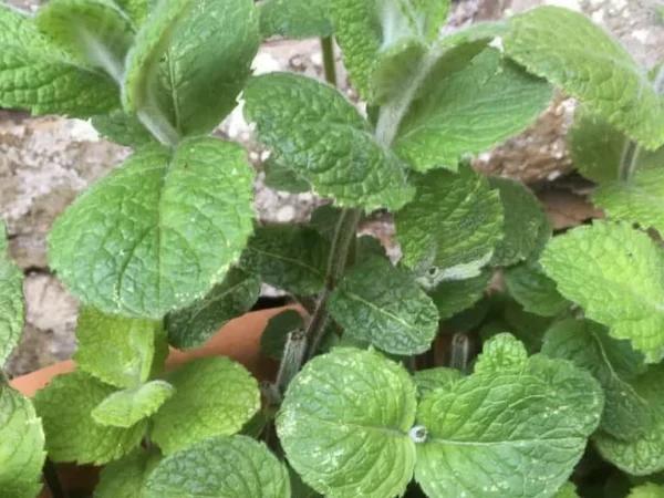 Applemint