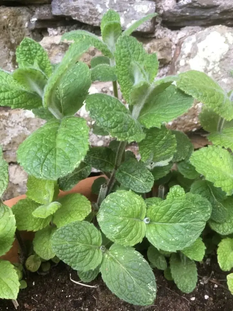 Applemint