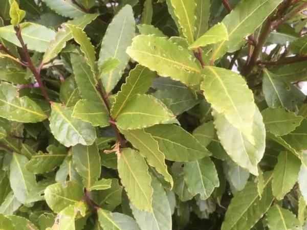 Bay Laurel