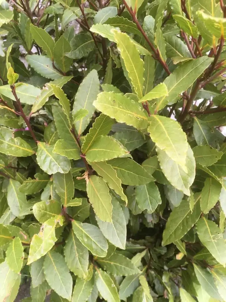 Bay Laurel