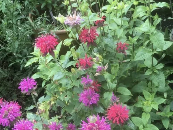 Bergamot