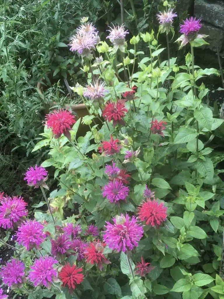 Bergamot