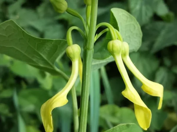 Birthwort