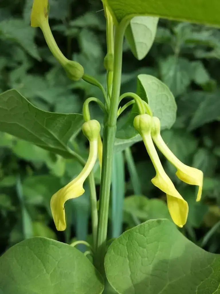 Birthwort