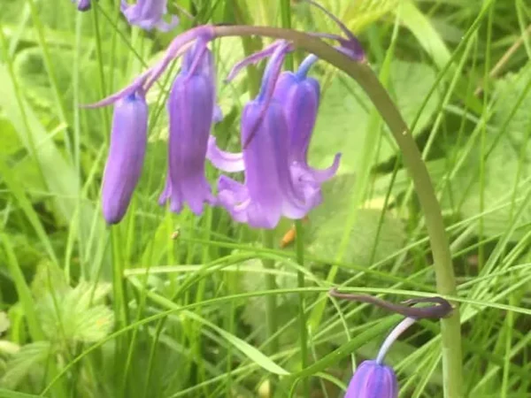 Bluebell