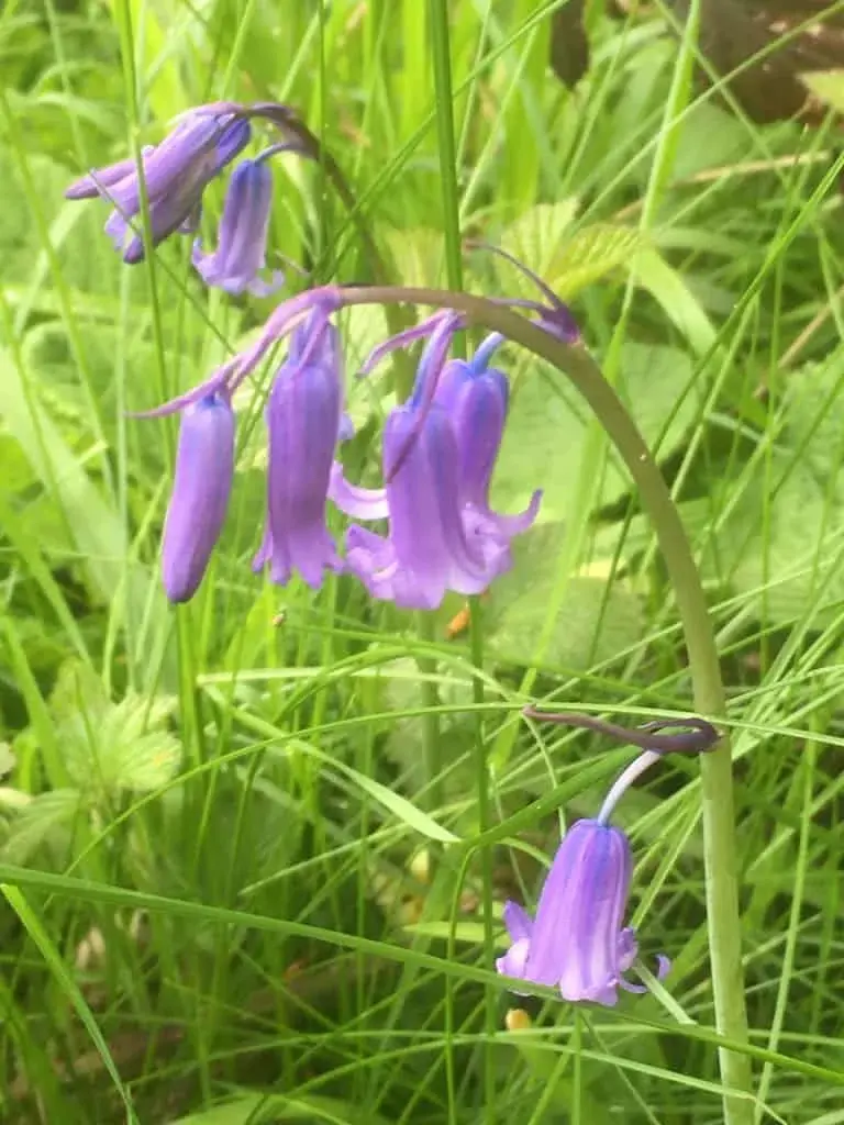 Bluebell