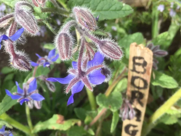 Borage