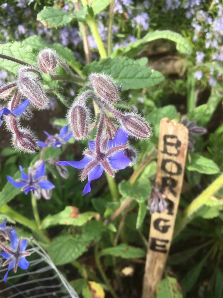 Borage