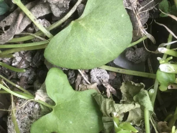 Buckler Leaf Sorrel