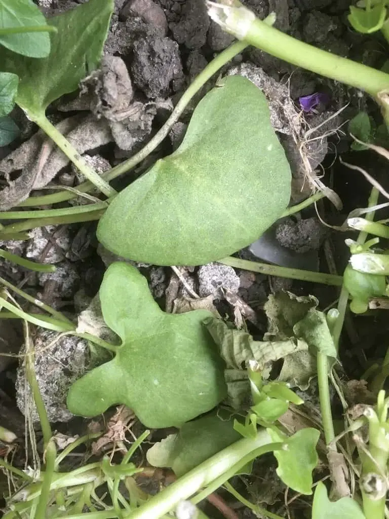 Buckler Leaf Sorrel