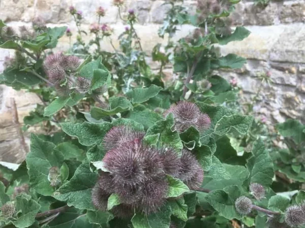 Burdock