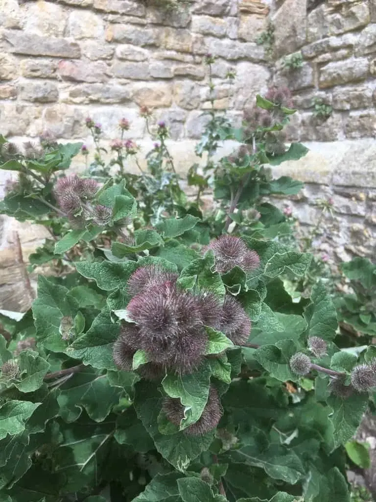 Burdock