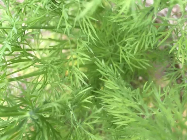Caraway