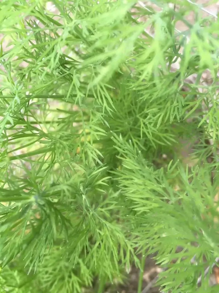 Caraway