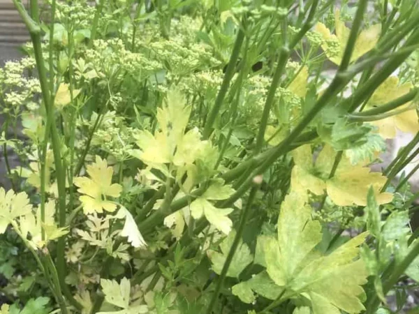 Celery – Wild