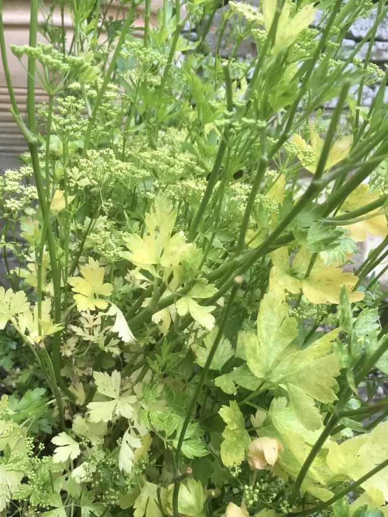 Celery – Wild