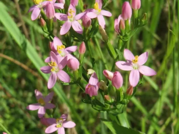 Centaury