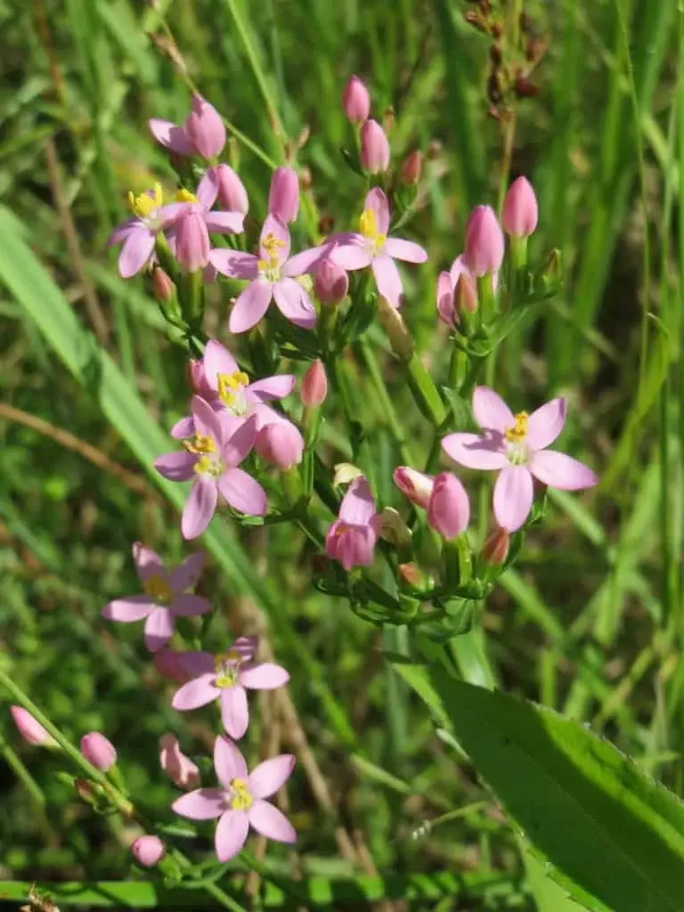 Centaury