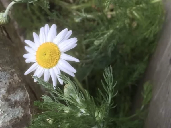 Chamomile